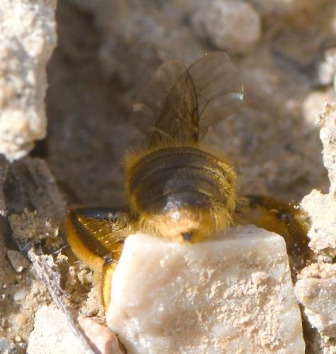 Réf. 249 065 : Andrena sp.